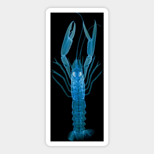 Langoustine, X-ray (Z220/0125) Sticker by SciencePhoto